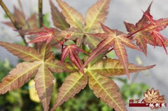 河南金葉香料-楓槭浸膏